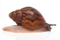 Achatina achatina achatina Ghana typ 2a juvenil